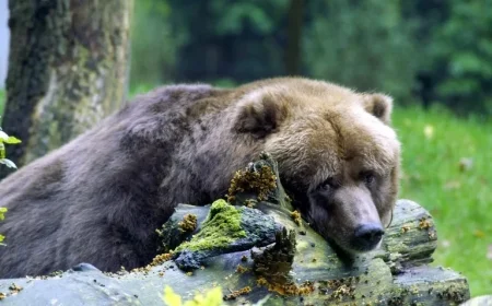 AI Trade Collapse Drives Market Slump