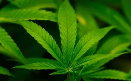 Trump to Sign Executive Order Reclassifying Marijuana, Easing Restrictions