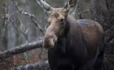 No Universal Lottery for Female Moose