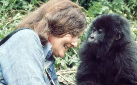 Heroic Woman Sacrifices Life to Protect Endangered Gorillas