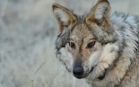 US House Approves Bill to End Federal Protections for Wolves