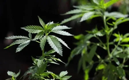 President Directs DOJ to Ease Cannabis Regulations, Impacting Colorado Industry