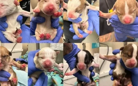 Woman Rescues Abandoned Newborn Puppies at South Philadelphia Target