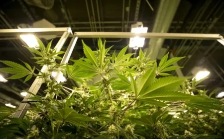 Marijuana Rescheduling: Expert Answers to Your Pressing Questions