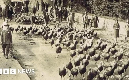 Turkeys Marched to London for Christmas Traditions