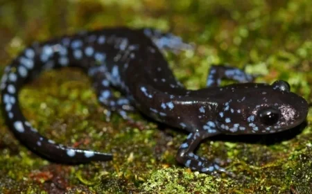 NPR: Salamanders Thrive Remarkably in Snowy Conditions