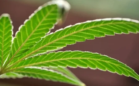 Caution Urged for Reusing Bags in Alabama