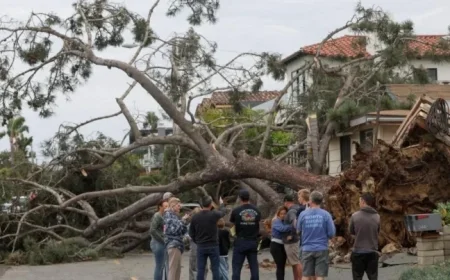 Falling Tree Kills San Diego Man in Third Storm-Related Death
