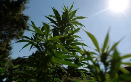 Cannabis Reclassification May End Dispensaries’ Financial Struggles