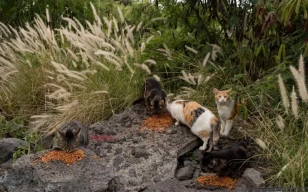 Hawaii Big Island Prohibits Feral Cat Feeding to Protect Endangered Species