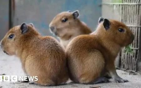 Heartwarming Stories from Jersey and Guernsey to Brighten Your Day