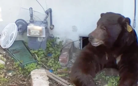 Bear Eludes Capture Under Altadena Home; Trap Snags Wrong One