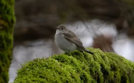 Rare Taiga Flycatcher Spotted in Vancouver: A Once-in-a-Generation Sighting