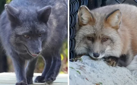 Tampa Zoo Welcomes Rescued Red Foxes from Ohio Fur Farm