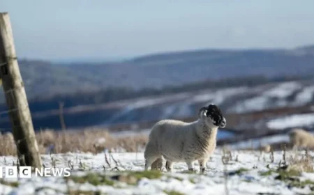 New Year Cold Snap Prompts Amber Health Alerts