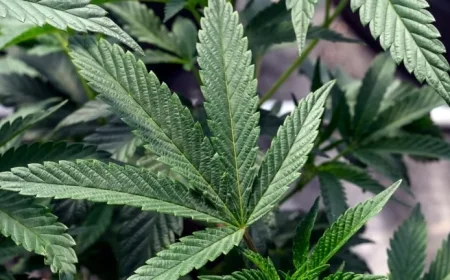 Cannabis Matches Ibuprofen for Chronic Pain Relief, OHSU Review Reveals