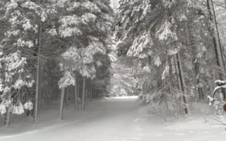 Hurricanes Secure Noah Philp on Waivers from Oilers