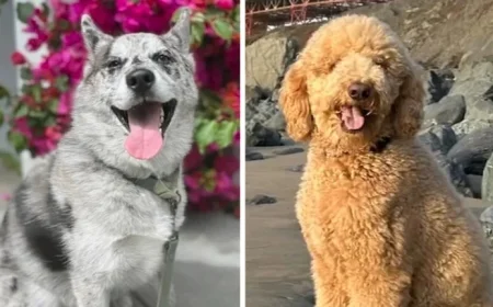 San Francisco Police Investigate Rover App Pet Sitter After Abuse Reports