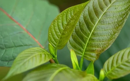 Kratom Sparks Intense Public Health Debate