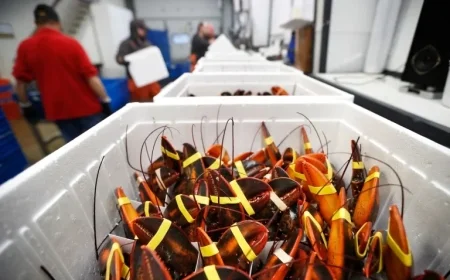 $400K Lobster Shipment Hijacked on Way to Costco