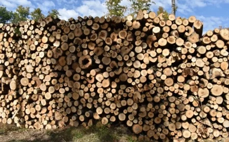 Mass Timber Surge Could Revitalize Wisconsin’s Forest Industry