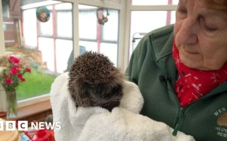 Rescuing Garden Hedgehogs: A 25-Year Commitment to Wildlife Conservation