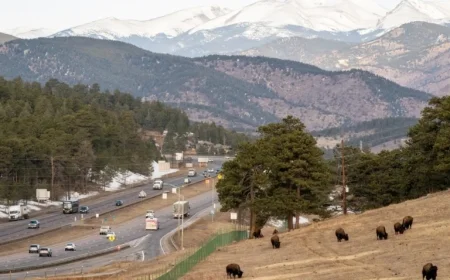 New Laws Effective January 1: Bison Protection and Renters’ Rights Expanded