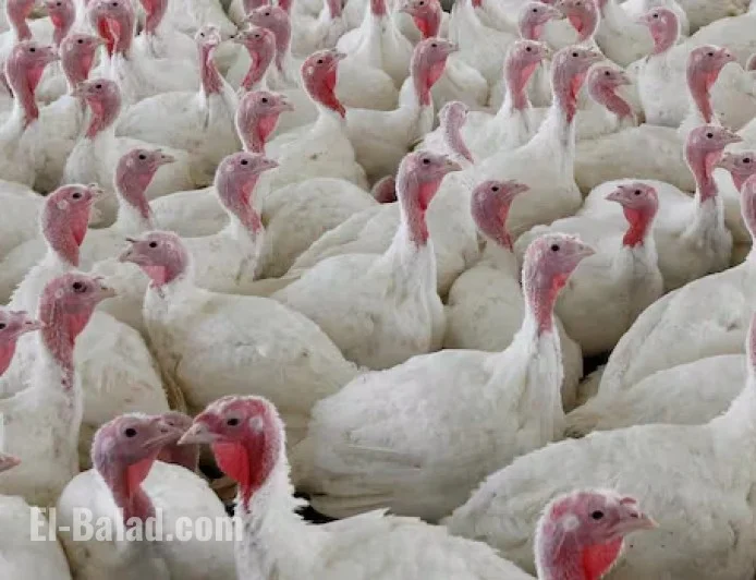 Avian Flu Hits 4 Ontario Poultry Farms, 63,000 Birds Culled