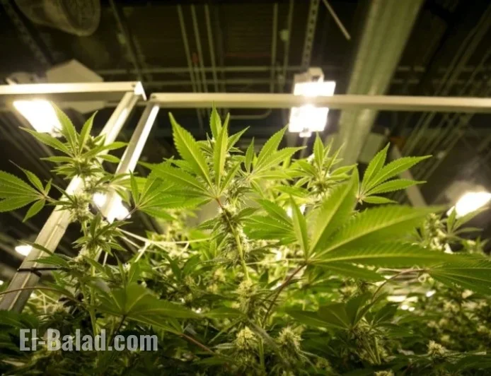 Marijuana Rescheduling: Expert Answers to Your Pressing Questions