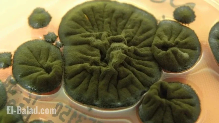 Chernobyl Fungus Develops Remarkable Adaptation Skills