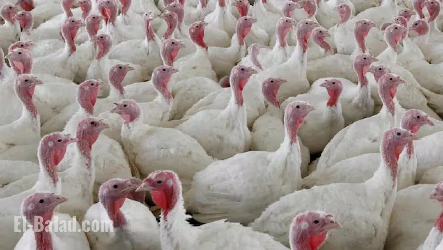 Avian Flu Hits 4 Ontario Poultry Farms, 63,000 Birds Culled