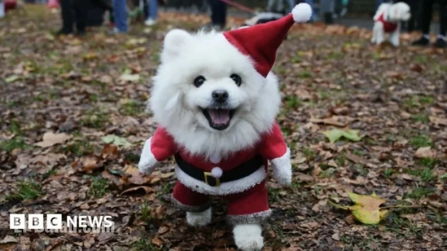 Rescue Dogs Parade in Festive Jumpers Through Central London
