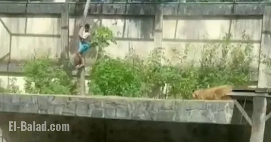 Lioness Kills Man Who Scaled 20ft Wall into Zoo Enclosure