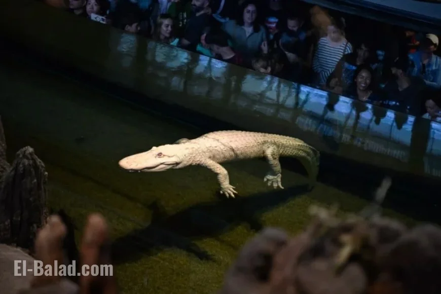 Beloved Albino Alligator Claude Dies at 30 in California Academy