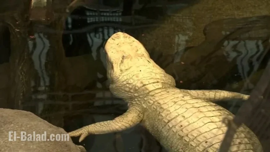 Claude, Beloved Albino Alligator, Dies at 30 at Cal Academy