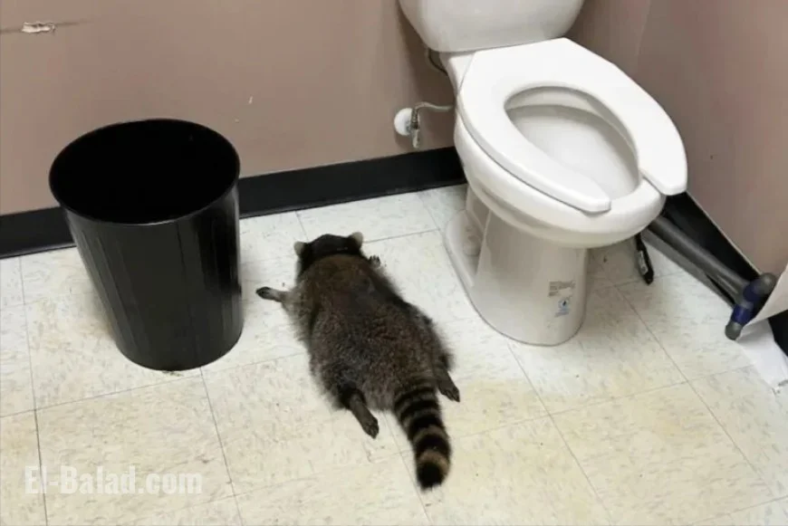 Raccoon’s ‘Poor Choices’ Lead to Pass Out in Liquor Store Bathroom