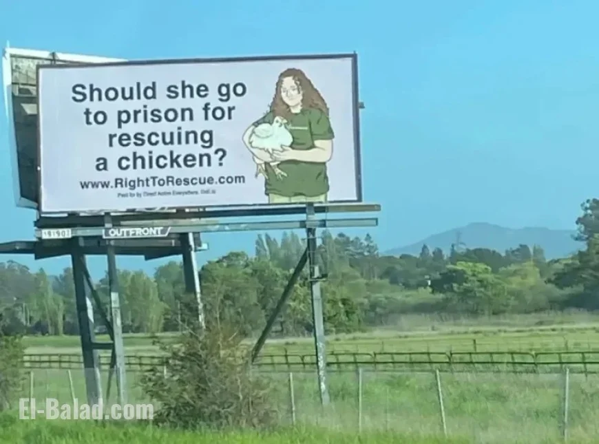 Prosecutors Push for 180-Day Sentence for Activist Zoe Rosenberg in Poultry Case