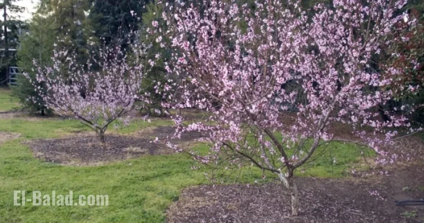 UC ANR’s New ‘The Home Orchard’ Edition Guides Fruit, Nut Tree Growth