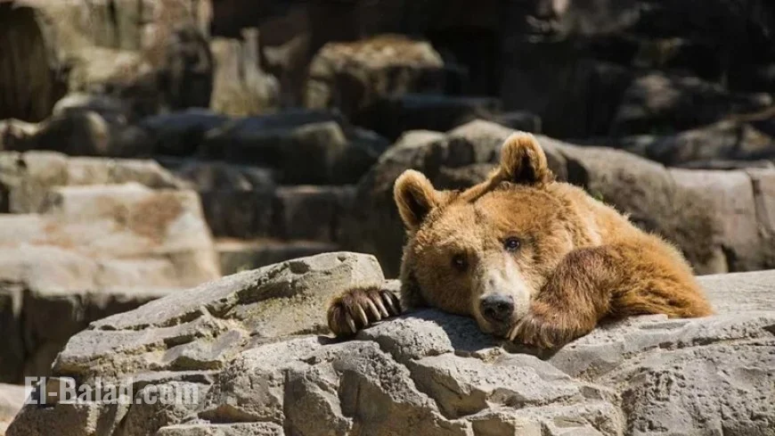 Nasdaq Rises, Dollar General Surges, Robinhood Hits Key Level Today