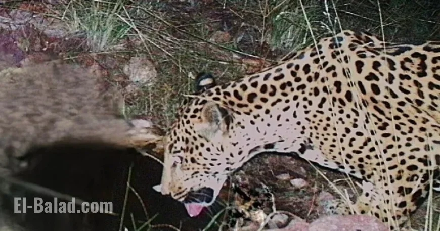 Endangered Jaguar Seen in Arizona, Marks Fifth Sighting in 15 Years