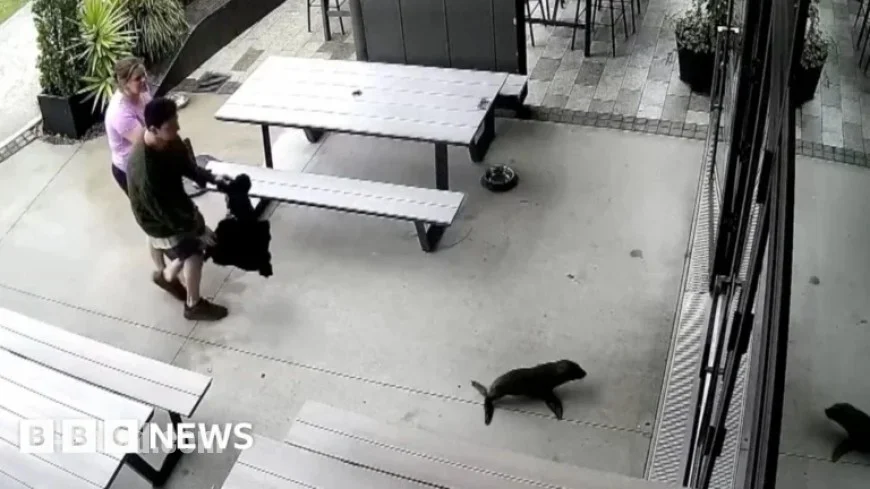 Baby Seal Surprises Patrons by Wandering into Bar