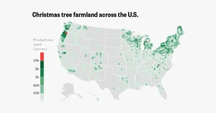 Discover Top U.S. Regions for Christmas Tree Cultivation