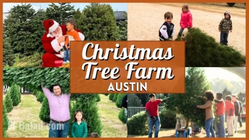 2025’s Top Christmas Tree Farms in Austin: Your Ultimate Guide