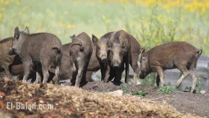Alberta Imposes New Restrictions on Wild Boar Hunting and Farming