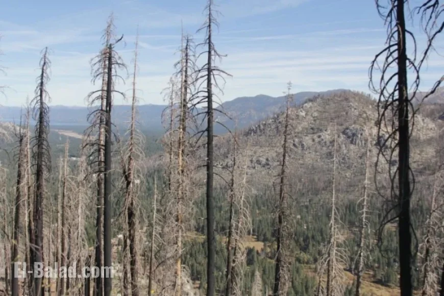 Forest Service Invites Input on Caldor Fire Restoration Plans