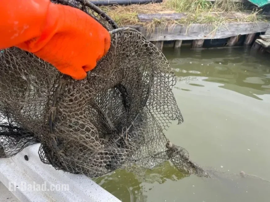 Vandals Damage Fishing Equipment at Po Delta Park, Sparking Regional Outrage
