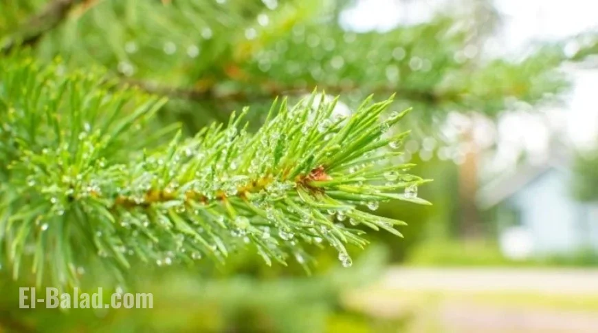 TUI Cancels Initial ‘Alternative Lapland’ Trips Due to Lack of Snow