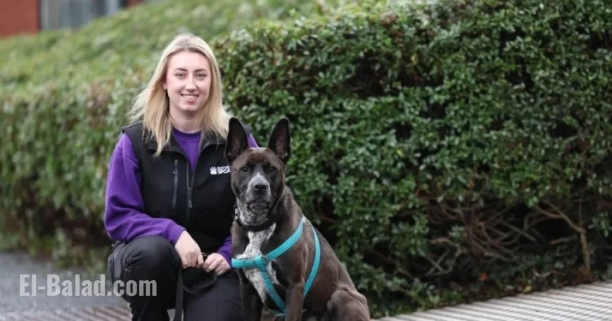 Scotland’s Loneliest Pets Seek Loving Forever Homes