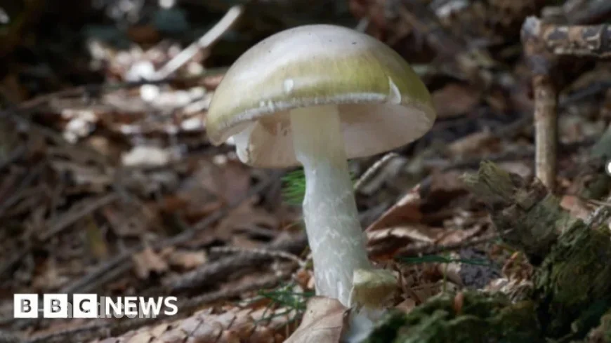 California Warns Against Mushroom Foraging After Deadly Poisoning