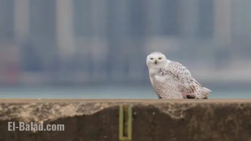 Spot a Snowy Owl: Make This Winter Your Opportunity